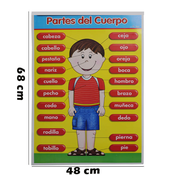 POSTER DIDACTICO CUERPO 1313-1 GRANMARK