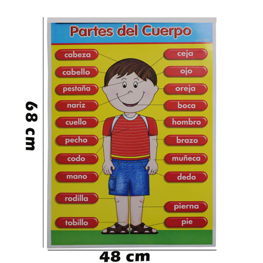 POSTER DIDACTICO CUERPO 1313-1 GRANMARK