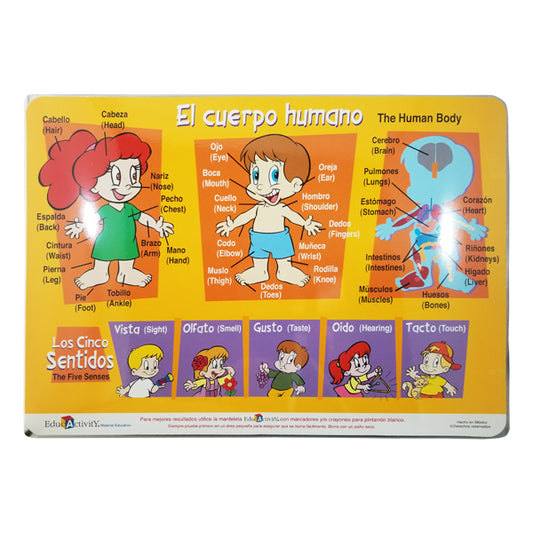 MANTEL INDIVIDUAL CUERPO HUMANO EDUCACTIVITY